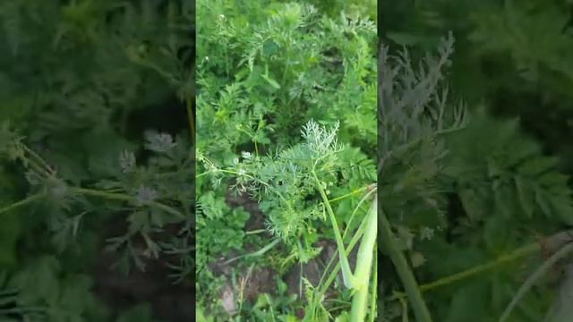 Морковь под зиму? Легко! А вам? смотреть онлайн