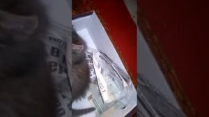 писает лёжа