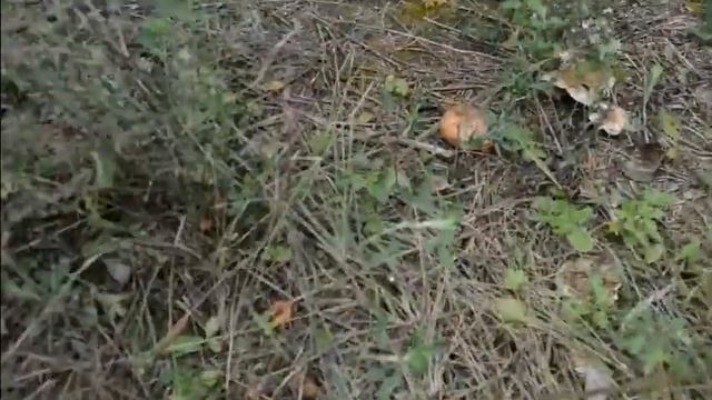 прогулка по лесу на москвиче,СОБИРАЕМ ГРИБЫ!!! смотреть онлайн