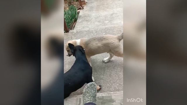 алабай и лабрадор кто сильней смотреть онлайн