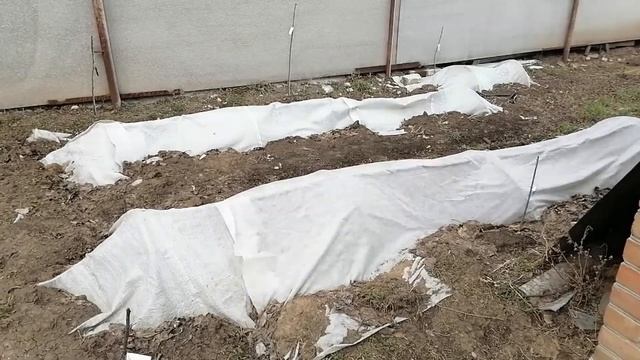 Клубнику укрываю. С ежевики укрытие снимаю. Фантастика. смотреть онлайн