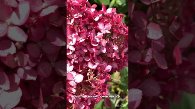 Гортензия древовидная (Hydrangea arborescens `Pink Annabelle 2') ` Invincibelle Spirit II`= 'NCHA2' смотреть онлайн