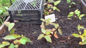 Укрытие черенков гортензий на зиму.