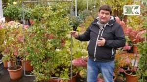 ПЛЕТИСТЫЕ РОЗЫ