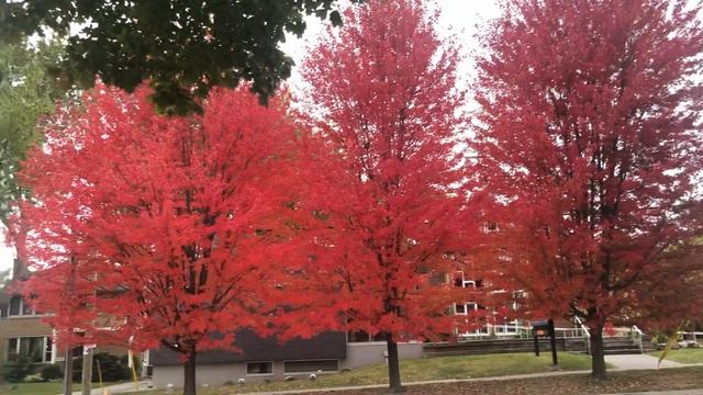 Красные улицы в Торонто. смотреть онлайн