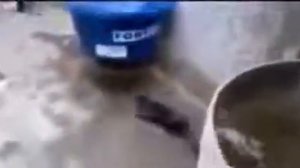 кот дебил | кот падает в воду