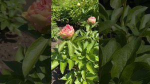 «LOIS CHOICE»|Peony Lois Choice|пион Лоис Чойс|Сортовые пионы| Пионы почтой| Пионы на осень 2023г.