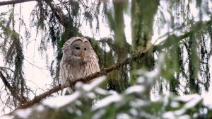 Бородатый репортаж. 🦉 Дневник натуралиста 25-27 февраля 2024 г.