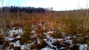 Эффективность рубок ухода в естественных молодняках