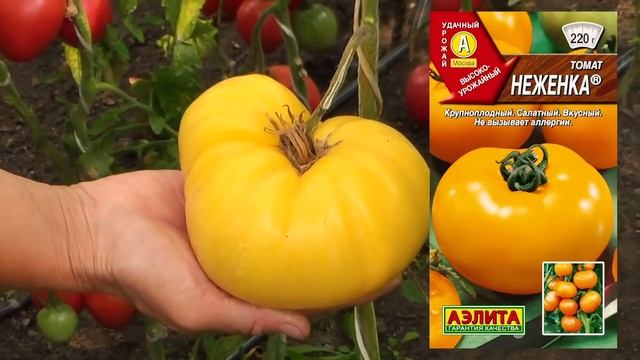 ? ТОМАТЫ во саду и в огороде. Урожай 2021. смотреть онлайн