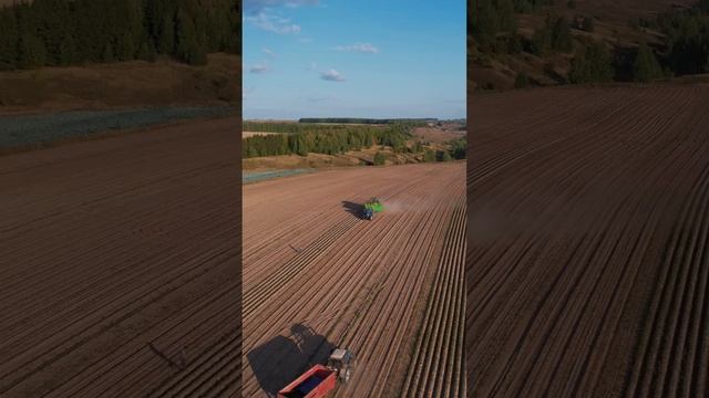 Potato harvesting. Уборка картофеля #shorts