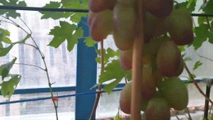 Виноград в теплице . Обзор и полив винограда. 5 сентября 2021 г.