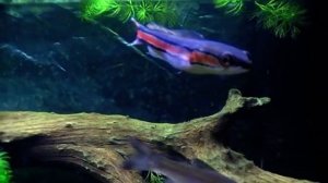 Channa Stewartii , Channa Micropelts and Leuciscus idus