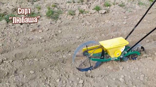 Выращивание чеснока. Посев воздушки чеснока. Чеснок Любаша