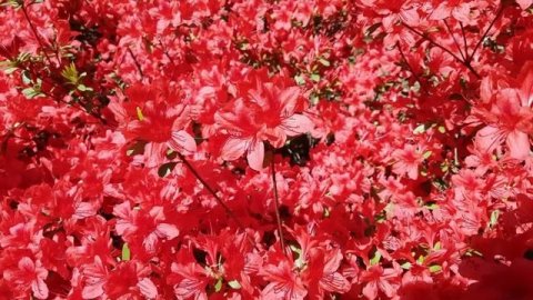 #nocopyrightmusic #nocopyrightsounds Midranger - Apocalypse