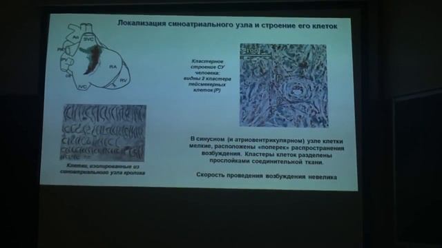 Основы анатомии и физиологии. Сердце: электрическая активность смотреть онлайн