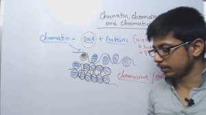 Chromosome chromatin and chromatid