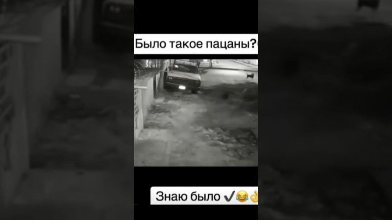 Очкошные псы у бегают