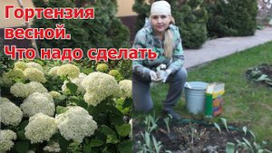 Что нужно сделать весной, чтобы гортензия цвела обильно.