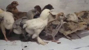 Цыплята "Брама" на продажу