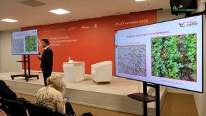 Технология возделывания люцерны на сенаж: как добиться высокого урожая