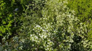 КАЗАНЬ  САД "ЭРМИТАЖ"