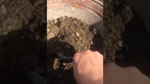 ДЕНЕЖНОЕ ДЕРЕВО!корневая система,перевалка,подкормка,размножение