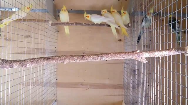 Кормление Попугаев Травой-мокрицай!? смотреть онлайн