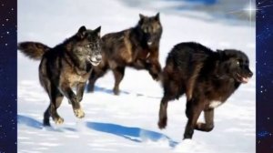 Василий Шульженко  :-:  Волк