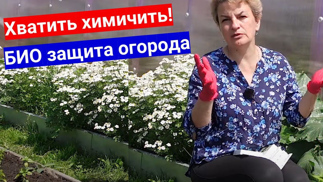 Сколько можно лить химию в огороде? Защита и лечение овощей на грядке без химии, только bio средства