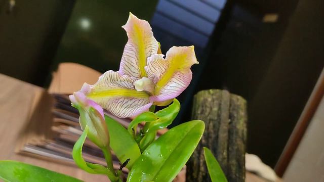 Orchidaceae, Cattleya forbesii f. aquinii, mais aberração 2.12.2022. смотреть онлайн