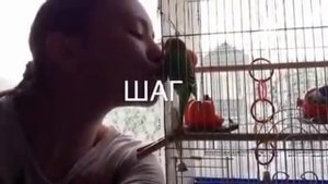 Как приручить волнистого попугая??