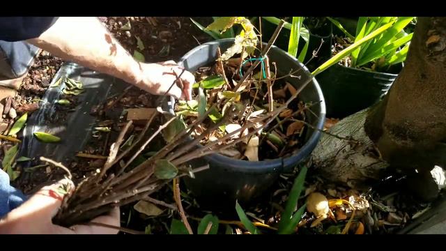 CRAPE MYRTLE TREE ROOTING FROM CUTTING HOW TO FAST PROPAGATION, GROW CREPE MYRTLE TREES #philatv смотреть онлайн