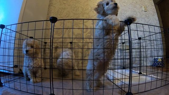 #5 Кокапу щеночки, 2 месяца смотреть онлайн