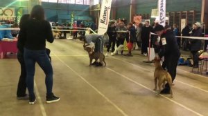 Выставка Американского питбуль терьера Молли г.краснодар