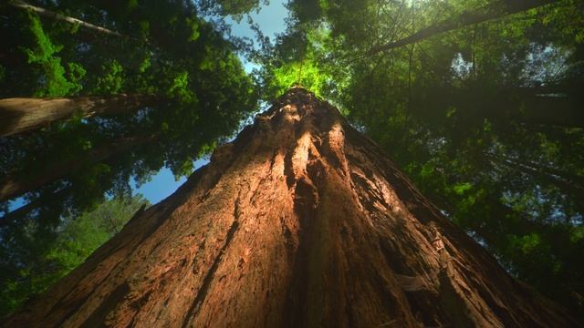 2021 LG OLED 8K l  Redwoods 8K HDR 60fps