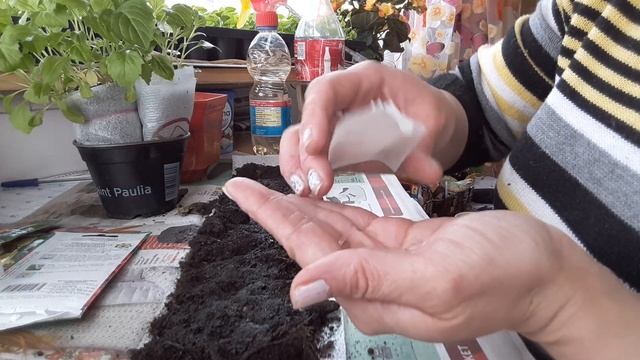 АСТРА !!! Рассада в улитках. смотреть онлайн