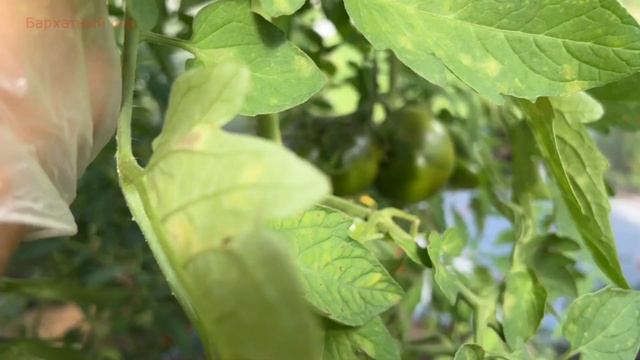 Томат Костолюто Фиорентино/Costoluto Fiorentino. смотреть онлайн