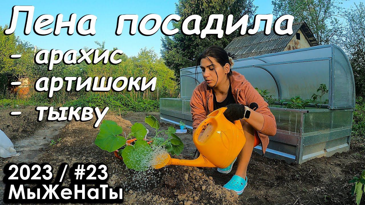 #23/2023 / Сажаем АРАХИС и АРТИШОКИ / Дачная экзотика / МыЖеНаТы