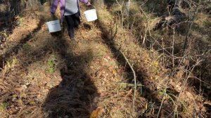 Грибы 23.09.23. Воронежская область.