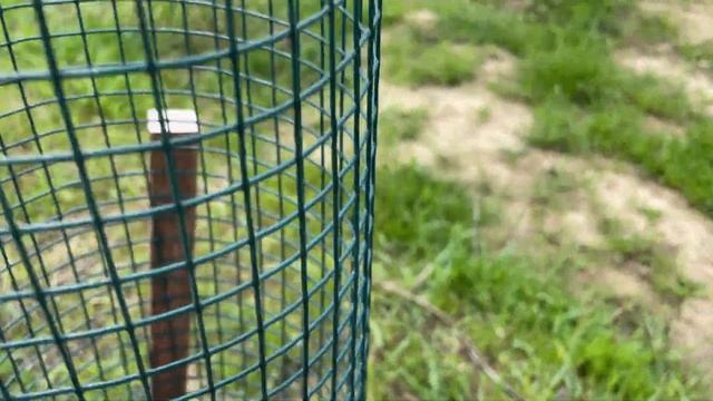 ОДИН ДЕНЬ из Жизни в ДЕРЕВНЕ, как испортил персики осенней обрезкой и тест новой газонокосилки смотреть онлайн