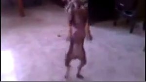 на Кавказе и собаки танцуют лезгинку