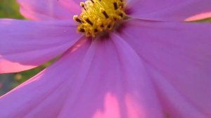 Космея/ Cosmos flower. Удивительное цветение! Красивые цветы для вашего сада! #2