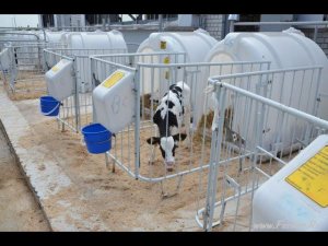 БГСХА. Индивидуальное содержание телят на учебной ферме