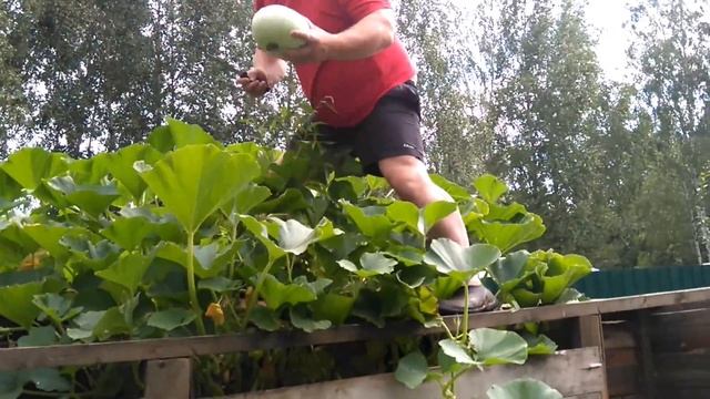 тыква на компостной куче выращивание урожай самая большая тыква смотреть онлайн