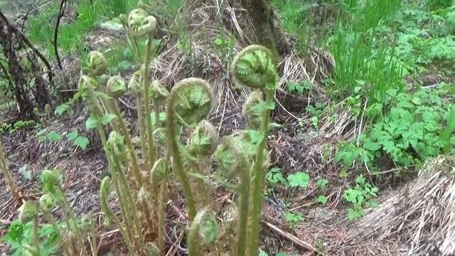 Скоркина Мария, поселок Белогорск, Кемеровская область