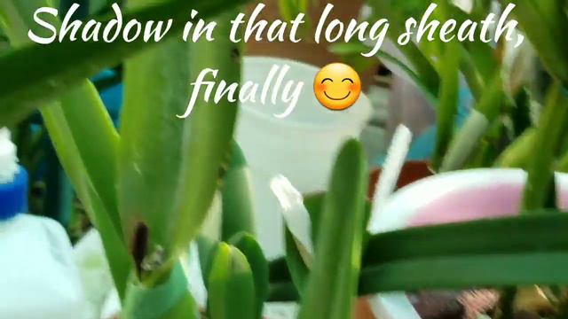 Brassavola Digbyana x L. Purpurata (Shadow in Sheath) смотреть онлайн