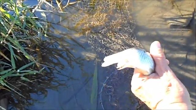 Жидкая манка уверенно побеждает три спиннинга с кормушками.Поплавочная рыбалка. смотреть онлайн