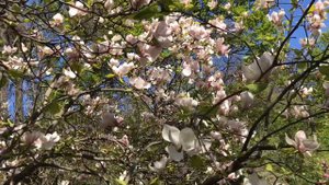 Вы Знали Это О Магнолиях?