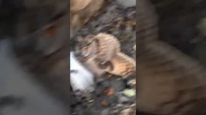 Сломанное (подбитое) ястребом крыло у совы